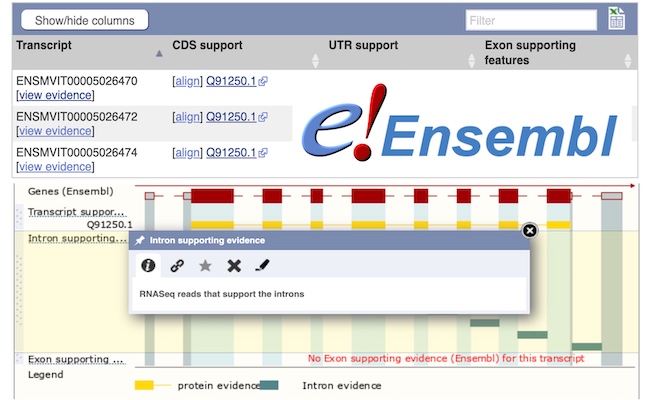 Screenshot of Ensembl Genome Browser