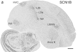 Microscopy showing gene expression in songbird brain